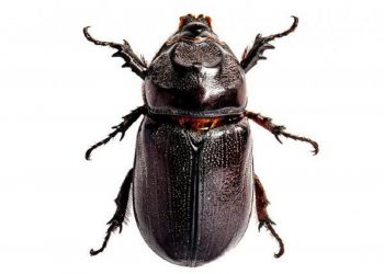 Ilustrasi serangga yang bisa digunakan untuk I-BOT oleh tim Spektronics ITS.