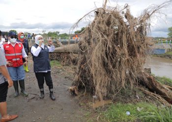 Pohon besar tumbang karena dilanda banjir akibat tanggul jebol di Jombang.