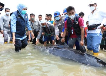 Gubernur Jatim Khofifah Indar Parawansa meninjau kawanan ikan paus yang terdampar di perairan Pantai Desa Patereman, Kecamatan Modung, Kabupaten Bangkalan.