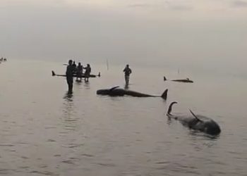 Ikan paus yang terdampar di Desa Patereman Kecamatan Modung, Bangkalan.