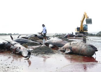 Puluhan ikan paus saat akan dikubur. Ikan-ikan ini terdampar dan mati di perairan Pantai Desa Patereman, Kecamatan Modung,