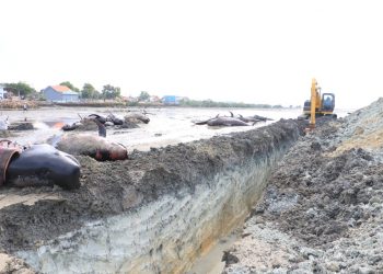 Ikan paus yang terdampar dan mati di perairan pantai Desa Patereman, Kabupaten Modung, Bangkalan saat bakal dikuburkan,