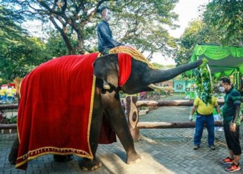 Wali Kota Surabaya Eri Cahyadi menerima kalungan bunga sebagai simbol ucapan selamat datang di Kebun Binatang Surabaya dari gajah bernama Gonzales.