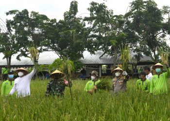 Panen raya padi di Kelurahan Pakal, Kecamatan Pakal Surabaya. Wali Kota Surabaya Eri Cahyadi hadir dalam panen raya tersebut.