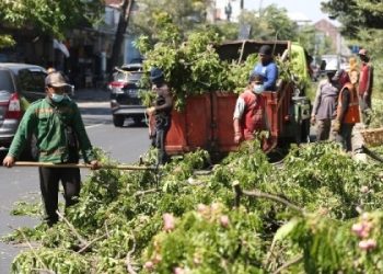 Sebagai antisipasi jelang mujim hujan, personel dari Dinas Kebersihan dan Ruang Terbuka Hijau (DKRTH) melakukan perantingan pohon.