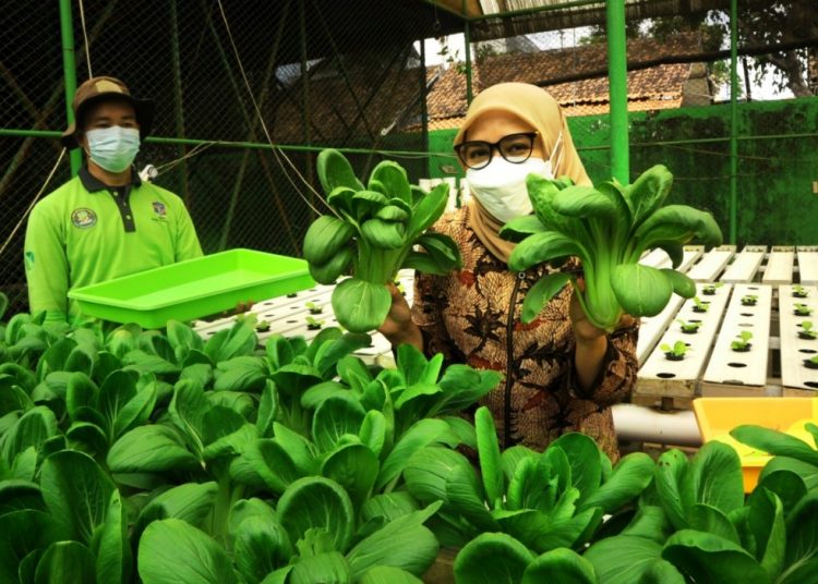 Ketua Tim Penggerak (TP) PKK Kota Surabaya Rini Indriyani bersama Dinas Ketahanan Pangan dan Pertanian (DKPP) menggelar pelatihan budidaya tanaman dengan metode hidroponik.
