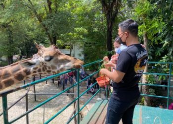 Kebun Binatang Surabaya menjadi salah satu ikon wisata di Surabaya. KBS kini sedang dipersiapkan untuk dibuka untuk pengunjung.