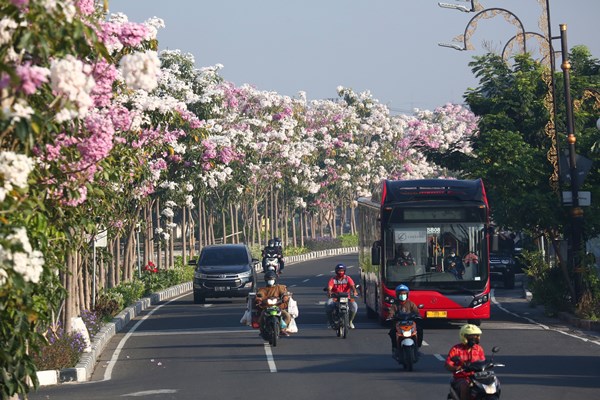 Bunga Tabebuya bermekaran di jalan-jalan protokol di Kota Surabaya. Bunga ini memang memiliki ciri khas bakal berbunga di musim panas.