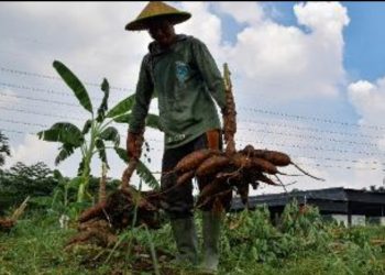 Pertugas Dinas Ketahanan Pangan dan Pertanian (DKPP) Kota Surabaya panen 1,4 ton ketela pohon dari salah satu lahan kosong di daerah Kelurahan Kutisari, Kecamatan Tenggilis Mejoyo Surabaya.