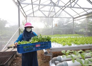 Kelompok Wanita Tani (KWT) yang menggagas pekarangan pangan lestasi bernama Dorang Cinta di Kelurahan Perak Barat, Krembangan, Surabaya, panen sayur hidroponik.