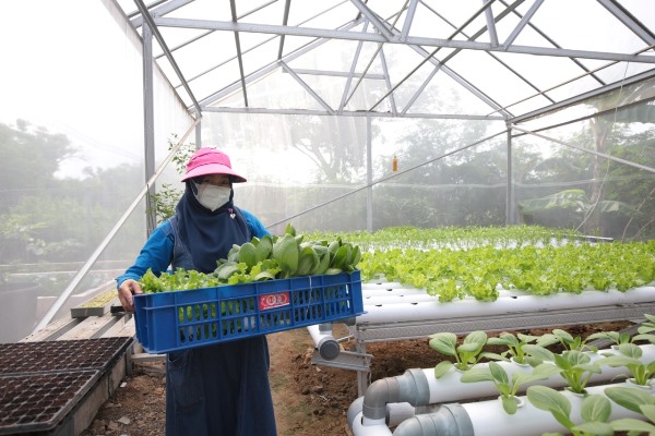 Kelompok Wanita Tani (KWT) yang menggagas pekarangan pangan lestasi bernama Dorang Cinta di Kelurahan Perak Barat, Krembangan, Surabaya, panen sayur hidroponik.