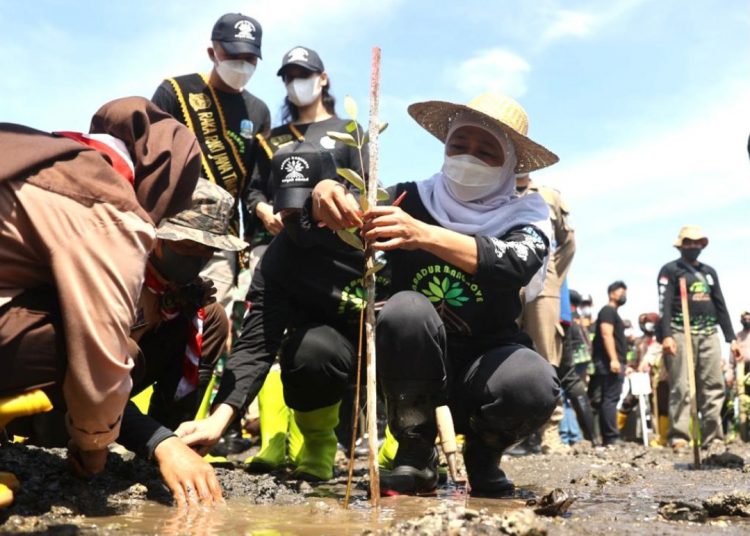 Gubernur Khofifah Indar Parawansa pada kegiatan bertajuk 'Nandur Mangrove', yang diselenggarakan di Pantai Bohay, Kabupaten Probolinggo.