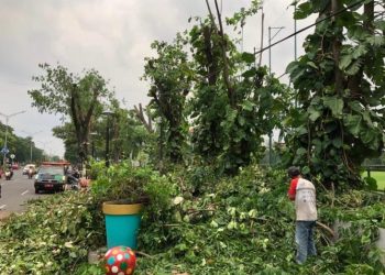 Personel Dinas Kebersihan dan Ruang Terbuka Hijau (DKRTH) Kota Surabaya melakukan perantingan sebagai upaya mencegah terjadinya pohon tumbang.
