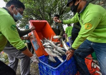 Dinas Ketahanan Pangan dan Pertanian (DKPP) Surabaya melakukan panen ikan bandeng yang hasilnya dibagikan kepada warga MBR di Kecamatan Rungkut.