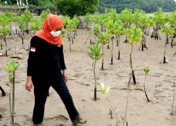 Gubernur Jawa Timur Khofifah Indar Parawansa saat berada du di Pantai Watumejo Mangrove Park Desa Kembang, Pacitan.