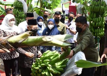 Wakil Presiden RI Ma'ruf Amin menghadiri acara panen perdana pisang cavendish di Desa Pulung, Kecamatan Pulung, Kabupaten Ponorogo.