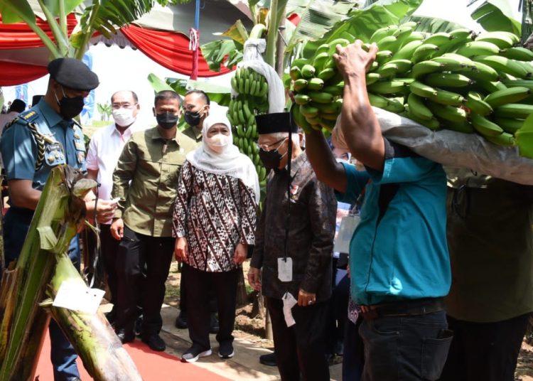 Gubernur Jatim Khofifah Indar Parawansa saat mendampingi Wakil Presiden RI Ma'ruf Amin dalam acara panen perdana pisang cavendish di Desa Pulung, Kecamatan Pulung, Kabupaten Ponorogo.