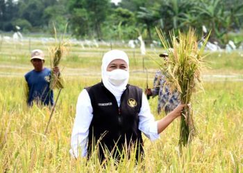 Gubernur Jawa Timur Khofifah Indar Parawansa saat panen raya dua jenis padi varietas unggul di Dusun Tanjung, Desa Banjararum Kec. Singosari, Kabupaten Malang.