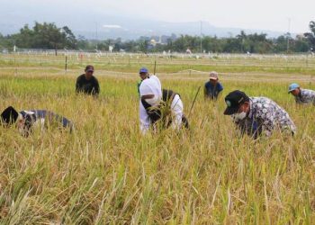 Gubernur Jawa Timur Khofifah Indar Parawansa dalam panen raya dua jenis padi varietas unggul di lahan pertanian milik Kelompok Tani (Poktan) Morodadi Dusun Tanjung Desa Banjararum Kecamatan Singosari, Kabupaten Malang.