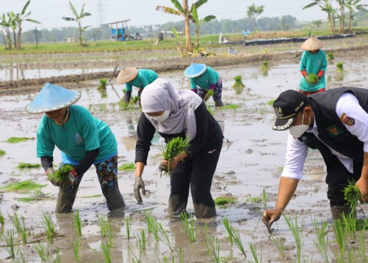 Gubernur Jawa Timur Khofifah Indar Parawansa ikut menanam padi dalam Gerakan Percepatan Tanam Padi di Desa Dempel, Kecamatan Geneng, Ngawi.