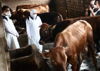 Gubernur Jatim Khofifah Indar Parawansa saat meninjau peternakan Kelompok Tani Ternak “Barokah Jaya” di Desa Soko, Kecamatan Tikung, Kabupaten Lamongan.