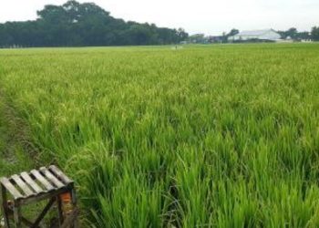 Saah satu area persawahan di Bojonegoro. Tahun ini Dinas Ketahanan Pangan dan Pertanian (DKPP) menargetkan luas tanam padi 153.250 hektare.