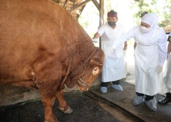 Gubernur Jawa Timur Khofifah Indar Parawansa saat meninjau sentra kandang hewan kurban di Jalan Raya Nganjuk-Kediri Desa Babatan, Kecamatan Pace, Kabupaten Nganjuk.