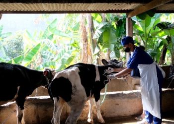 Pelaksanaan vaksinasi hewan ternak oleh Dinas Ketahanan Pangan dan Pertanian (DKPP) di kawasan Kecamatan Wonocolo.