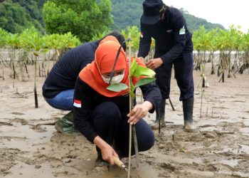 Gubernur Jatim Khofifah Indar Parawansa dalam salah satu kegiatan menanam mangrove.