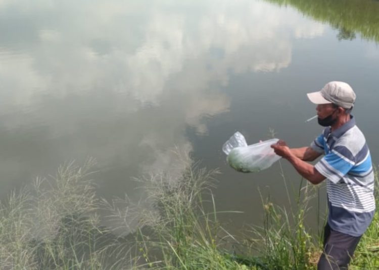 Penebaran benih ikan bandeng di lahan tambak Bekas Tanah Kas Desa (BTKD) di wilayah Kecamatan Pakal.