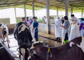 Pemberian vaksin ternak di sentra peternakan sapi di Kecamatan Taman Sidoarjo.