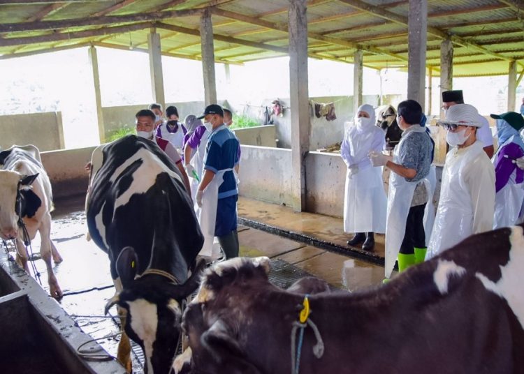 Pemberian vaksin ternak di sentra peternakan sapi di Kecamatan Taman Sidoarjo.