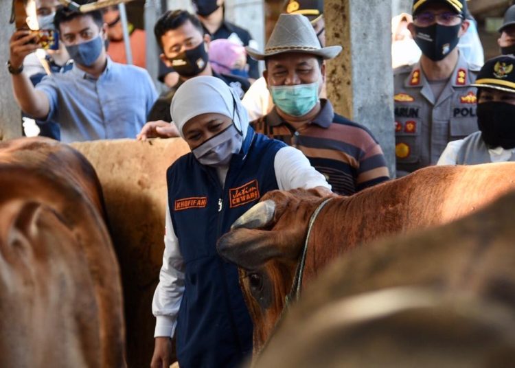 Gubernur Jatim Khofifah Indar Parawansa dalam salah satu kegiatannya mengecek kesehatan hewan karena adanya penyakit mulut dan kuku.
