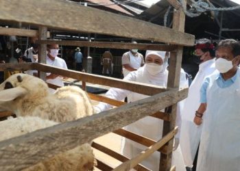 Gubernur Jawa Timur Khofifah Indar Parawansa meninjau salah satu lokasi peternakan.