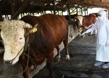 Gubernur Jatim Khofifah Indar Parawansa saat meninjau salah satu peternakan di Jawa Timur jelang Idul Adha.