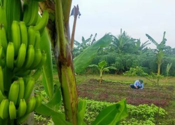 Salah satu aset Pemkot Surabaya berupa BTKD Tambak Wedi yang diolah dan dimanfaatkan ditanami bahan pangan.