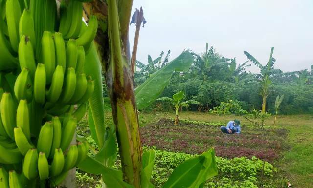 Salah satu aset Pemkot Surabaya berupa BTKD Tambak Wedi yang diolah dan dimanfaatkan ditanami bahan pangan.