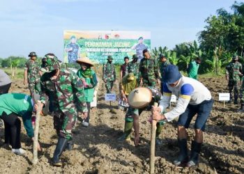 Kodim 0813 Bojonegoro melaksanakan tanam jagung bersama di di Desa Banjarsari, Kecamatan Trucuk.