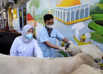 Pemeriksaan kesehatan hewan kurban yang dilakukan DKPP Surabaya di Masjid Al-Mukminun, di kawasan Nginden, Kelurahan Nginden Jangkungan, Kecamatan Sukolilo, Surabaya.