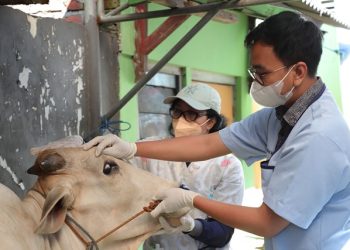 Pemeriksaan kesehatan hewan kurban oleh tim DKPP Surabaya di Masjid Al-Mukminun, di kawasan Nginden, Kelurahan Nginden Jangkungan, Kecamatan Sukolilo, Surabaya.