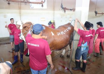 Sapi kurban Wali Kota Surabaya Eri Cahyadi sebelum disembelih di RPH Pegirian, Surabaya.