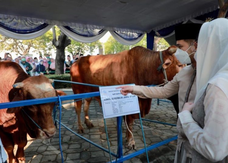 Plt Gubernur Jatim Emil Elestianto Dardak mengecek hewan kurban di Masjid Al Akbar Surabaya.