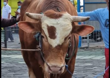 Hewan kurban Gubernur Jatim Khofifah Indar Parawansa yakni jenis yang dibeli dari peternak di Desa Kanten, Kecamatan Trucuk, Kabupaten Bojonegoro dengan bobot hidup mencapai 1 ton, tinggi 160 cm, panjang badan 195 cm, serta lingkar dada 231 cm.