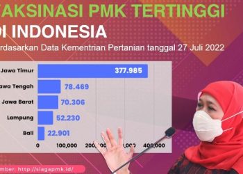 Berdasarkan data Kementerian Pertanian (Kementan) RI per 27 Juli 2022, vaskinasi PMK di Jatim menjadi yang tertinggi di Indonesia.