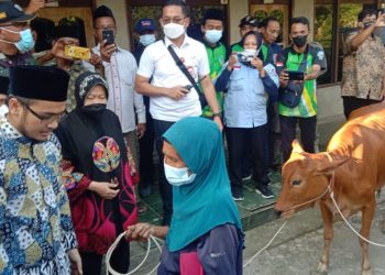 Mensos Tri Rusmaharini.menyerahkan sapi betina kepada Tipatma, ibu yang memiliki tiga orang anak yang merupakan penyandang disabilitas rungu wicara, serta satu cucu berusia 30 tahun yang mengalami lumpuh layuh dan hidrosefalus.