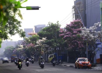 Bermekarannya Tabebuya semakin menambah keindahan dan eksotisme jalan-jalan protokol di Surabaya.