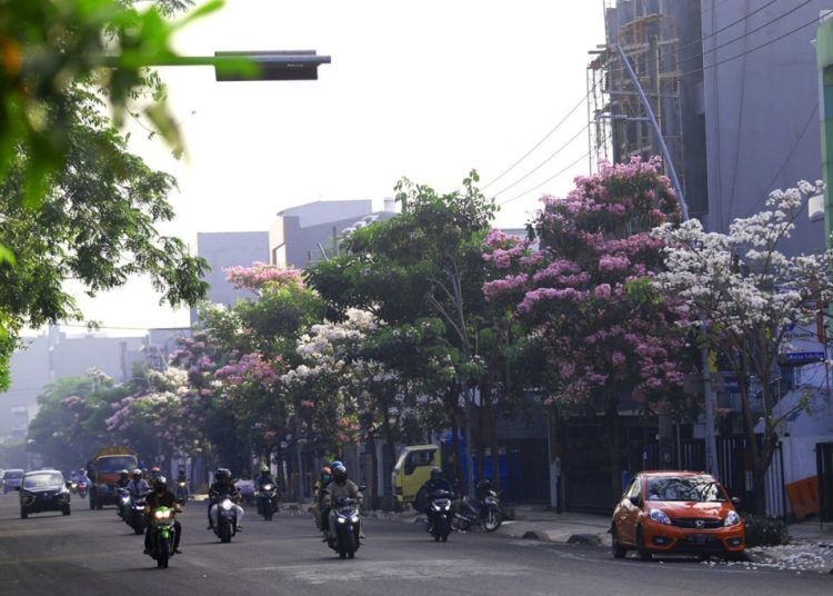 Bermekarannya Tabebuya semakin menambah keindahan dan eksotisme jalan-jalan protokol di Surabaya.