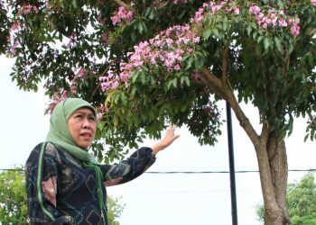 Gubernur Jatim Khofifah Indar Parawansa dengan latar belakang bunga tabebuya yang bermekaran di Alun-Alun Jombang.