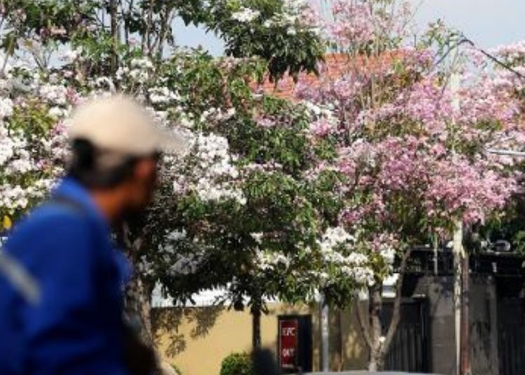 Bunga tabebuya yang bermekaran di salah satu jalan protokol di Surabaya.
