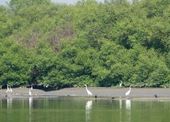 Mangrove Gunung Anyar dan Medokan Sawah. Dua kawasan digagas sebagai kawasan wisata ikonik sebagai Kebun Raya Mangrove.
